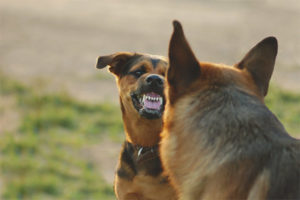 Hoe een hond te spenen om naar andere honden te rennen