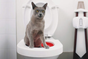 Hoe een kat naar het toilet te trainen