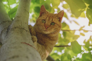 Hoe een kat uit een boom te verwijderen