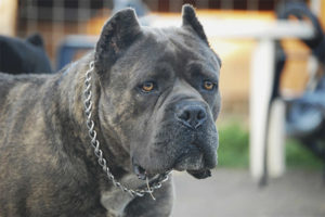 Cane corso