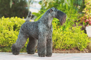 Kerry Blue Terrier