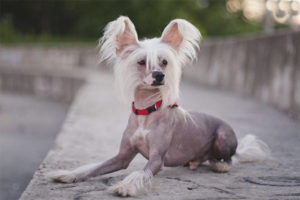 Chinese Crested Dog