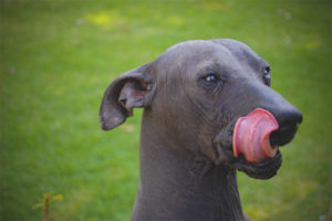 Xoloitzcuintle