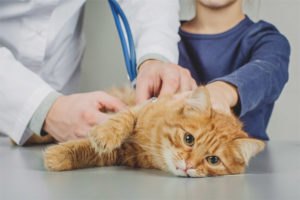 Is het mogelijk om een ​​kat tijdens oestrus te steriliseren?