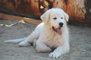 Pyrénées Mountain Dog