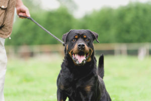 Rottweiler