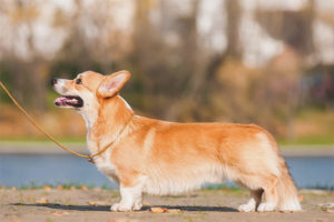 Welsh Corgi Pembroke