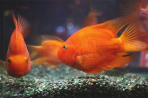 Aquarium Parrot Fish