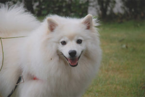 Amerikaanse Eskimo Spitz