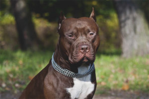 Amerikaanse Pit Bull Terrier