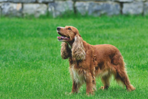 Engelse cocker spaniel