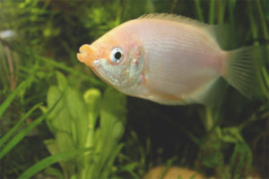 Gourami kust