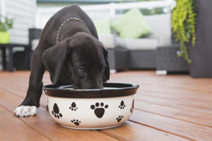 Hoe een hond te voeden na de bevalling