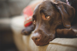 Depressie bij honden