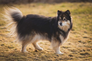 Finse lapphund