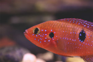 Chromis knap