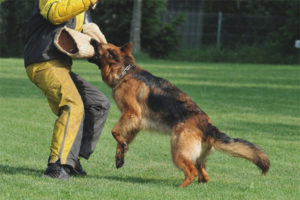 Hoe een hond een fas-team te leren