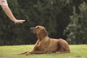 Hoe een hond een commando te leren liegen!