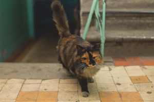 Hoe katten te spenen om in de veranda te rotzooien