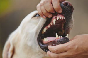 Hoe de kiespijn van een hond te begrijpen