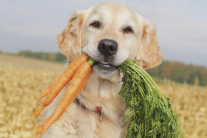 Welke groenten en groenten kan een hond