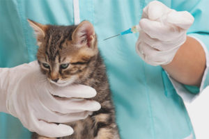 Welke vaccinaties en wanneer doen katten