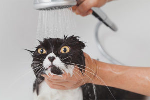 Wanneer kan een kat worden gewassen na castratie?