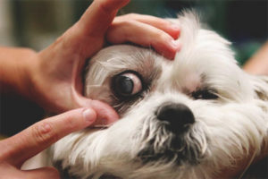 Conjunctivitis bij honden