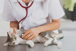 Valse zwangerschap bij katten