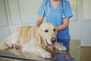 Valse zwangerschap bij honden