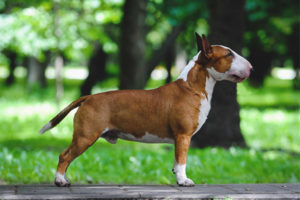 Miniatuur bull terrier