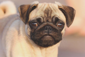 Pug hond