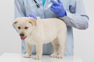 Is het mogelijk om na vaccinatie een hond uit te laten