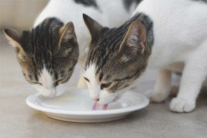 Kunnen katten melk krijgen?