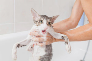 Is het mogelijk om een ​​kat te wassen met gewone shampoo?