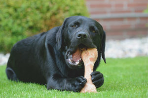 Kunnen honden botten krijgen?