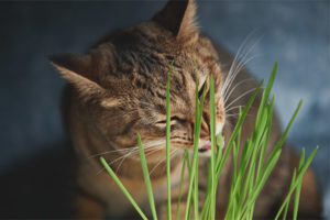 Waarom en waarom eten katten gras