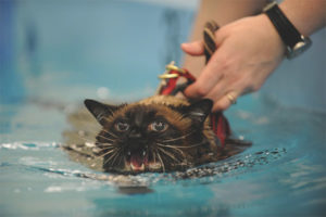 Waarom katten en katten bang zijn voor water