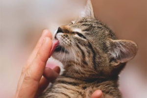 Waarom katten en katten mensen likken