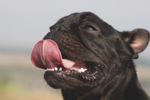 Waarom steekt de hond zijn tong uit