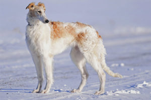 Russische hondenwindhond