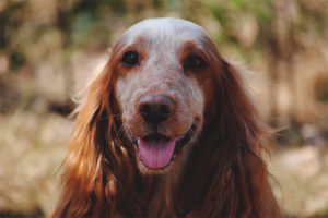 Russische jachtspaniel