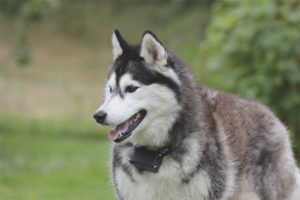 Siberische Husky