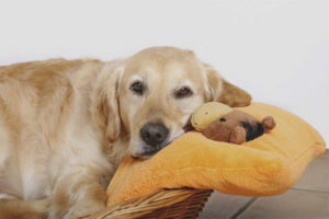 Hoe lang duurt de zwangerschap van een hond?