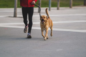 Hoeveel keer per dag een hond uitlaten