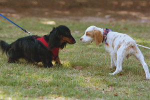 De hond is bang voor andere honden