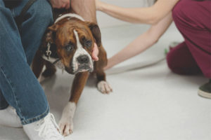 De hond is bang voor mensen