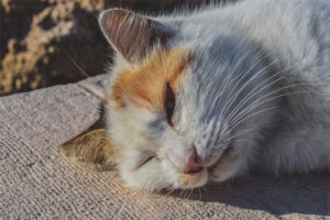 Hitteberoerte bij katten