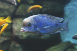 Blauwe dolfijn aquariumvissen