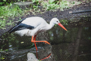 Cigonya blanca